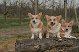 CORGI PEMBROKE 1397